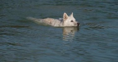Berger Blanc Suisse veya White Swiss Shepherd, evcil köpek, (Canis lupus familiaris)