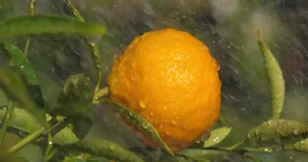 Laranja Crescendo Uma Laranjeira — Vídeo de Stock