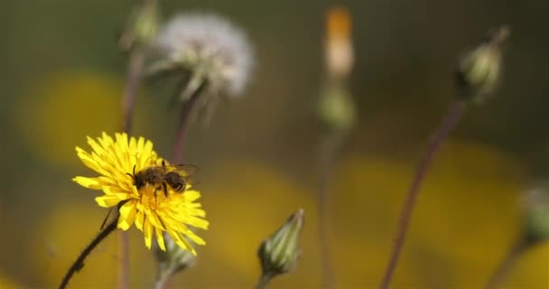 Una Reunión Abejas Diente León — Vídeo de stock