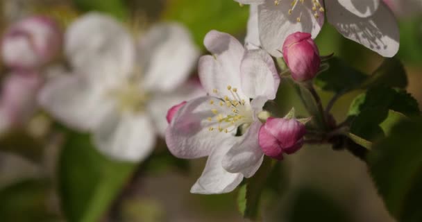 Apfelbäume Blühen Frühling — Stockvideo