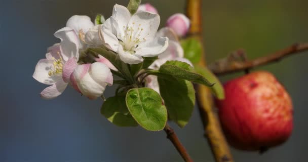 Pommiers Fleurissant Printemps — Video