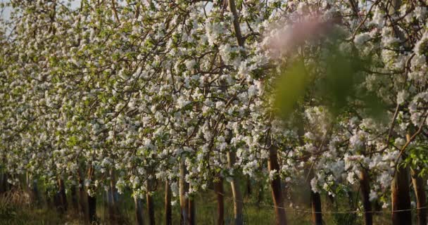 Apfelbäume Blühen Frühling — Stockvideo