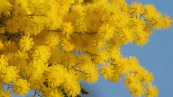 Acacia Dealbata Bekend Als Silver Wattle Provence Frankrijk — Stockvideo