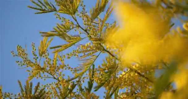 Acacia Dealbata Conocida Como Silver Wattle Provenza Francia — Vídeo de stock