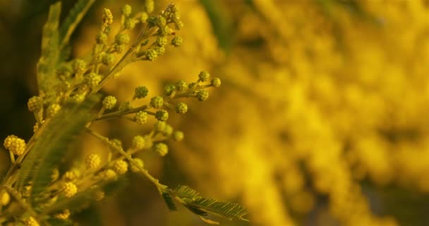 Acacia Dealbata Γνωστή Silver Wattle Provence Γαλλία — Αρχείο Βίντεο