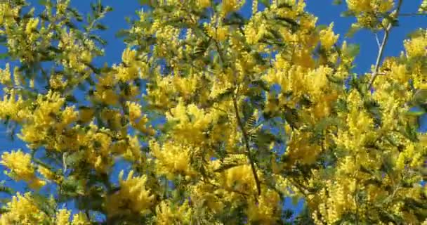 Acacia Dealbata Más Néven Ezüst Wattle Provence Franciaország — Stock videók