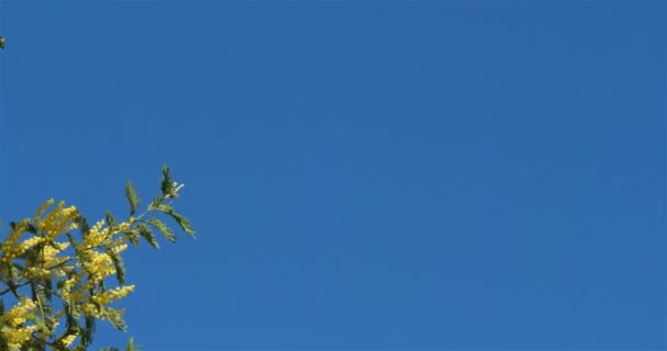 Acacia Dealbata Известный Серебряный Подбородок Прованс Франция Мимоза Цветет Юге — стоковое видео