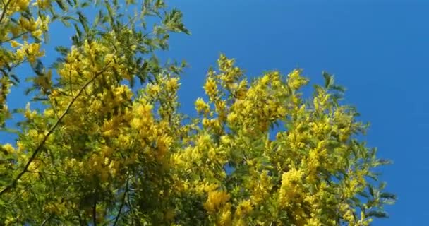 Acacia dealbata, známá jako stříbrná pláštěnka, Provence, Francie. Mimosa kvete v jižní Francii