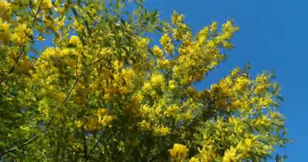 Acacia Dealbata Conhecida Como Wattle Prata Provence França Mimosa Florescendo — Vídeo de Stock