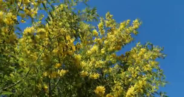 Acacia Dealbata Known Silver Wattle Provence France Mimosa Blooming Southern — Stock Video