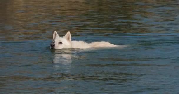 Berger Blanc Suisse Pastor Suíço Branco Cão Doméstico Canis Lupus — Vídeo de Stock