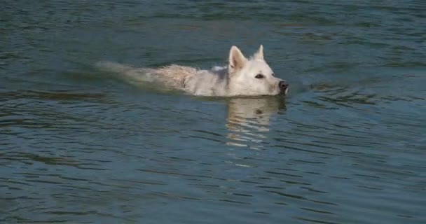 Berger Blanc Suisse Pastor Suíço Branco Cão Doméstico Canis Lupus — Vídeo de Stock