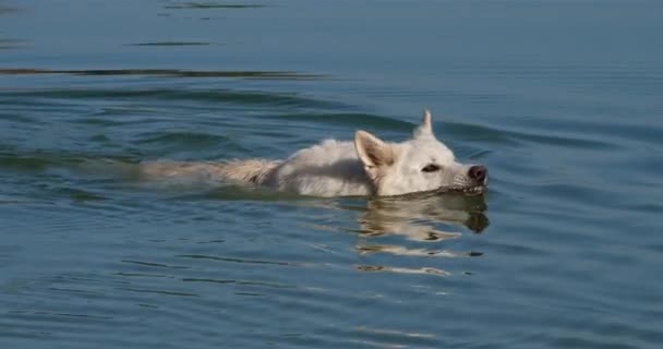 Berger Blanc Suisse White Swiss Shepherd Οικόσιτος Σκύλος Canis Lupus — Αρχείο Βίντεο