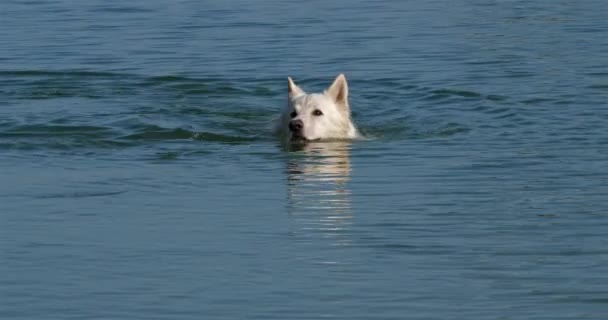 Berger Blanc Suisse Pastor Suíço Branco Cão Doméstico Canis Lupus — Vídeo de Stock