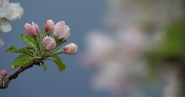 Körsbärsträd Blommar Vårsäsongen — Stockvideo