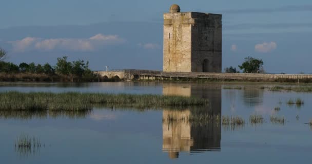 Torre Carbonniere Saint Larent Aigouze Gard França Torre Medieval Carbonniere — Vídeo de Stock