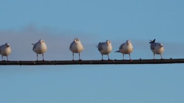 Bir grup siyah başlı martı. Kroicocephalus ridibundus