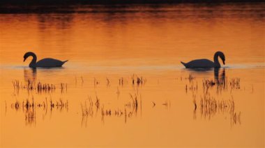 Dilsiz kuğu, (Cygnus olor), Camargue, Fransa. Camargue 'de gün batımında dilsiz kuğular yüzüyor.