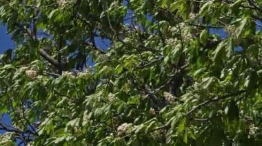Bahar mevsiminde At-kestane (Aesculus hippocastanum) çiçekleri