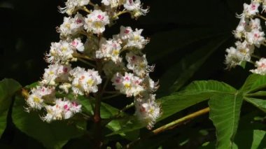 Bahar mevsiminde At-kestane (Aesculus hippocastanum) çiçekleri