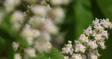 Bahar mevsiminde At-kestane (Aesculus hippocastanum) çiçekleri