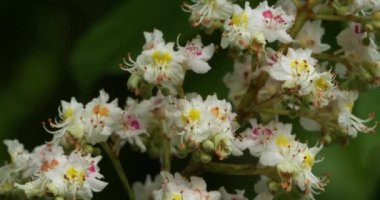 Bahar mevsiminde At-kestane (Aesculus hippocastanum) çiçekleri