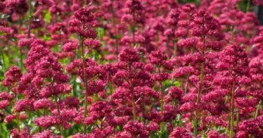  Kırmızı kediotu denen Centranthus Ruber.