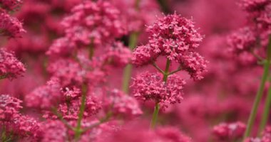  Kırmızı kediotu denen Centranthus Ruber.