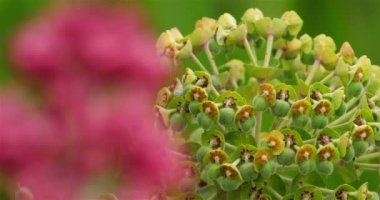  Kırmızı kediotu denen Centranthus Ruber. Arka planda, Akdeniz 'e özgü veya Arnavutça' da kullanılan bir Euphorbia (Euphorbia the Euias) yer alıyor. Güney Fransa