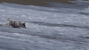 Argeles sur mer, Pyrenees Orientales, Fransa sahilinde dalgalar. Dalgalarda oynayan köpek.