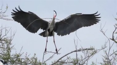 Gri balıkçıl, Ardea Cinerea, Camargue, Fransa. Gri balıkçıl yuvasına iniyor..