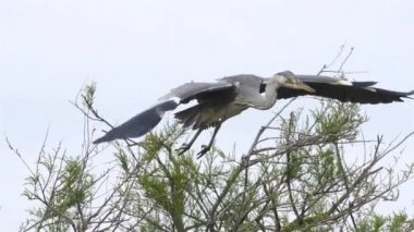 Gri balıkçıl, Ardea Cinerea, Camargue, Fransa