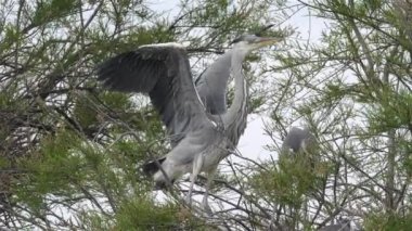 Gri balıkçıl, Ardea Cinerea, Camargue, Fransa