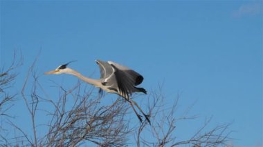 Gri balıkçıl, Ardea Cinerea, Camargue, Fransa
