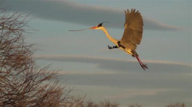 Gri balıkçıl, Ardea Cinerea, Camargue, Fransa