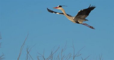 Gri balıkçıl, Ardea Cinerea, Camargue, Fransa