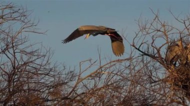 Gri balıkçıl, Ardea Cinerea, Camargue, Fransa