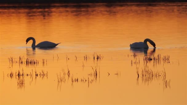 フランスのカマルグ Camargue Cygnus 白鳥をミュートする カマルグの夕日の間に泳ぐ白鳥をミュート — ストック動画