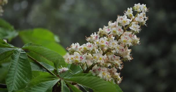 Kwiaty Kasztanowca Aesculus Hippocastanum Sezonie Wiosennym — Wideo stockowe