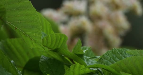 Blommor Hästkastanj Aesculus Hippocastanum Vårsäsongen — Stockvideo