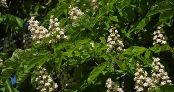 Kwiaty Kasztanowca Aesculus Hippocastanum Sezonie Wiosennym — Wideo stockowe