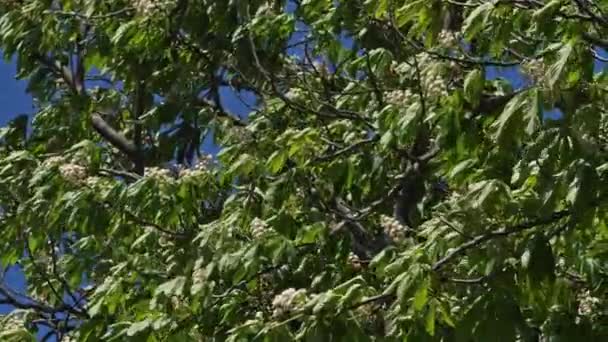 Fiori Ippocastano Aesculus Hippocastanum Durante Stagione Primaverile — Video Stock