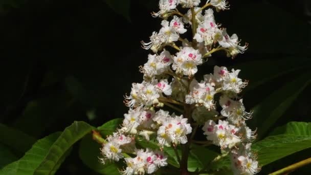 Kwiaty Kasztanowca Aesculus Hippocastanum Sezonie Wiosennym — Wideo stockowe