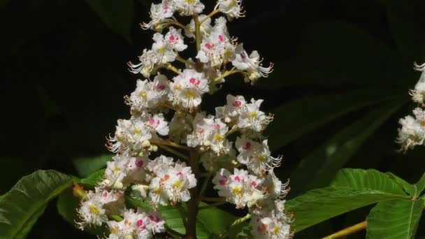 Flores Castanha Cavalo Aesculus Hippocastanum Durante Estação Primavera — Vídeo de Stock