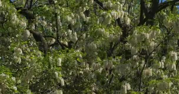 Robinia Pseudoacacacia Knomn False Acacia Blooming Spring Season — стоковое видео