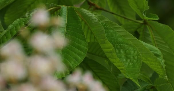 Kwiaty Kasztanowca Aesculus Hippocastanum Sezonie Wiosennym — Wideo stockowe