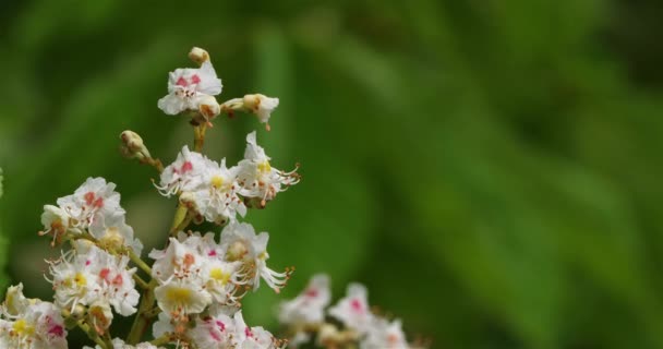 Flores Castanha Cavalo Aesculus Hippocastanum Durante Estação Primavera — Vídeo de Stock