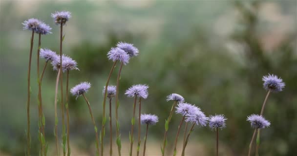 Globularia Bisnagarica Дикие Цветы Гарриге Юге Франции — стоковое видео