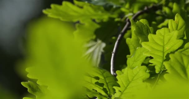 Äste Und Blätter Der Eiche Während Der Frühjahrssaison — Stockvideo