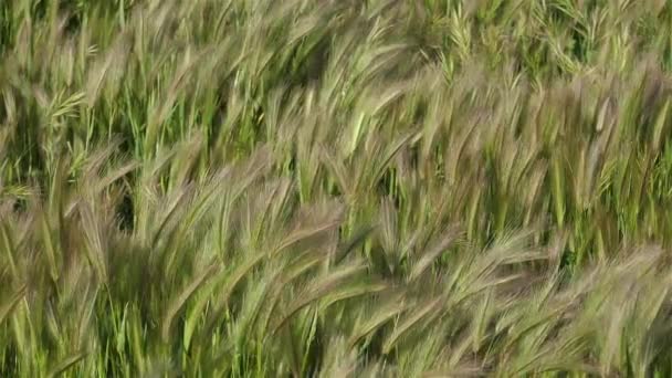 Hordeum Murinum Commonly Known Wall Barley False Barley — Stock Video